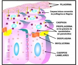 La filagrina. Novedades sobre dermatitis atópica, urticaria y prurito esencial